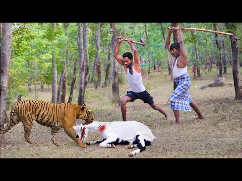 Tiger attack man in the forest | tiger attack in jungle, royal bengal tiger attack stories part -8