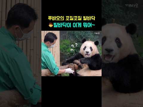 발다닥도 꼬질, 얼굴도 꼬질, 푸바오와 할부지의 꼬순내 나는 시간🐼👨🩷 #fubao #푸바오 #panda #아기판다