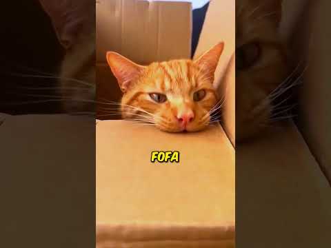 Esse Gatinho é Bagunceiro 😂 #interessante #curioso #incrivel #animais #gatos