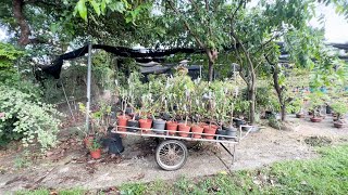 Farm Tour - VS Orchids - San Jose Del Monte, Bulacan