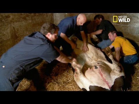 La caillette, le déplacement d’une partie de l’estomac d’une vache