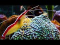 Pacific Cleaner Shrimp Facts