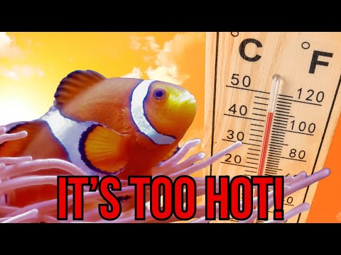 Help! I Wrecked My Tank Ep. 9 - Deadly Temperature Swings