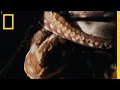 Exploring the World of Octopuses