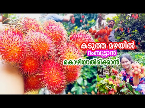 കടുത്ത മഴയിൽ റംബുട്ടാൻ കൊഴിയാതിരിക്കാൻ Maximizing Rambutan Yields Advanced Farming Techniques