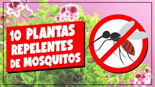 CHAU MOSQUITOS - 10 Plantas Repelentes de estos Insectos