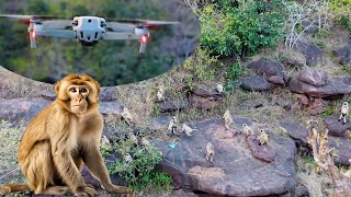 Drone Prank with monky