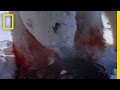 Polar Bear and Arctic Ecosystem Dynamics