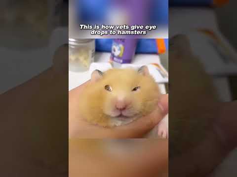 This is how a hamster gets an eye drop