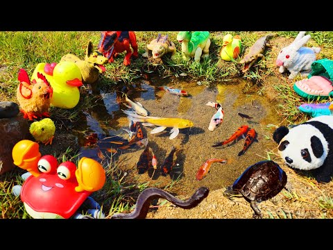 Fishing for colorful ornamental fish in ponds, koi fish, real turtles, cute chicks, ducks