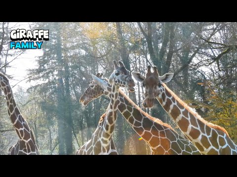 Inspiring Giraffe Family Together