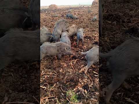 eating pigs khai #shorts