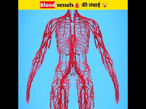 Blood vessels🩸 की लंबाई जानकर हैरान हो जाओगे😮#shorts