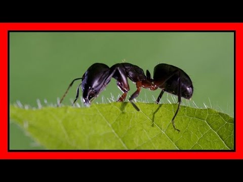 Rimedi per allontanare le formiche