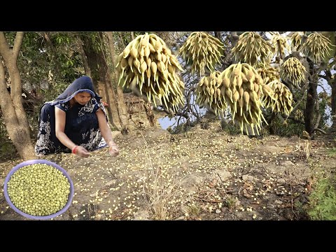 महुआ का पकोड़ा और लप्सी II पुराना पारम्परिक खाना जो आपको पता भी नहीं होगा Primitive Food Technology