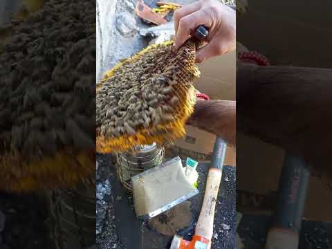 para que se aplica humo a las abejas?