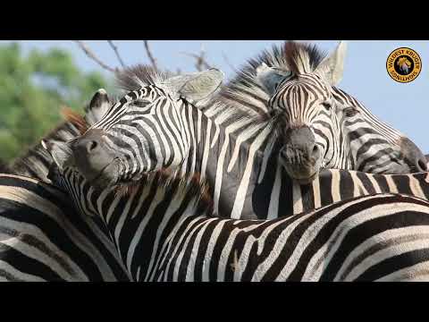 Incredible Zebra Social Behavior Caught on Camera