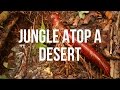 Amazon Ecosystem Nutrient Dynamics