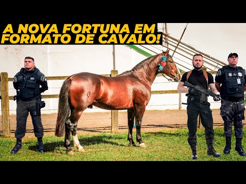 O NOVO CAVALO MAIS CARO DO BRASIL TEM VALOR INACREDITÁVEL