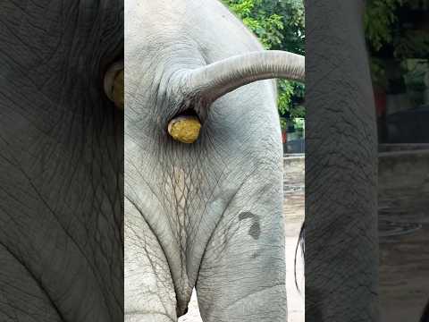 🙈shortvideoelephantcuteanimalsthaielephantlove