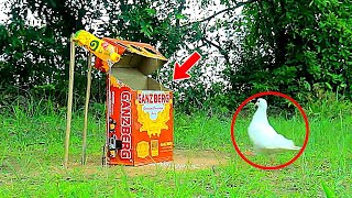 Easy Quick Bird Trap From Cardboard Box | Really Unique Bird Trap