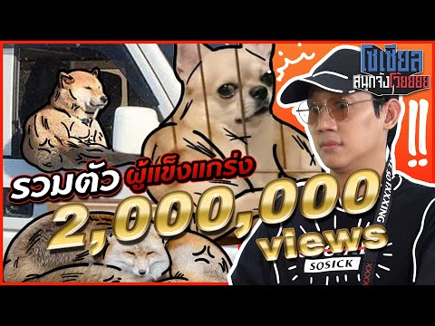 แก๊งหมามีกล้าม?! : โซเชียลสนุกจังโว้ย l VRZO