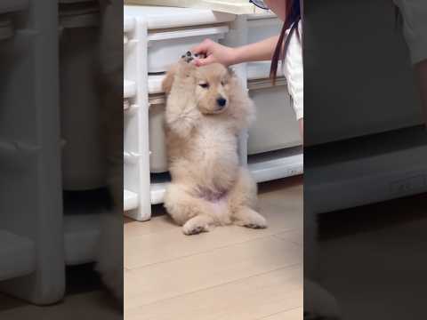 boo thank #music #laughingpets #funny #laugher #funnyanimals #coversong #pets