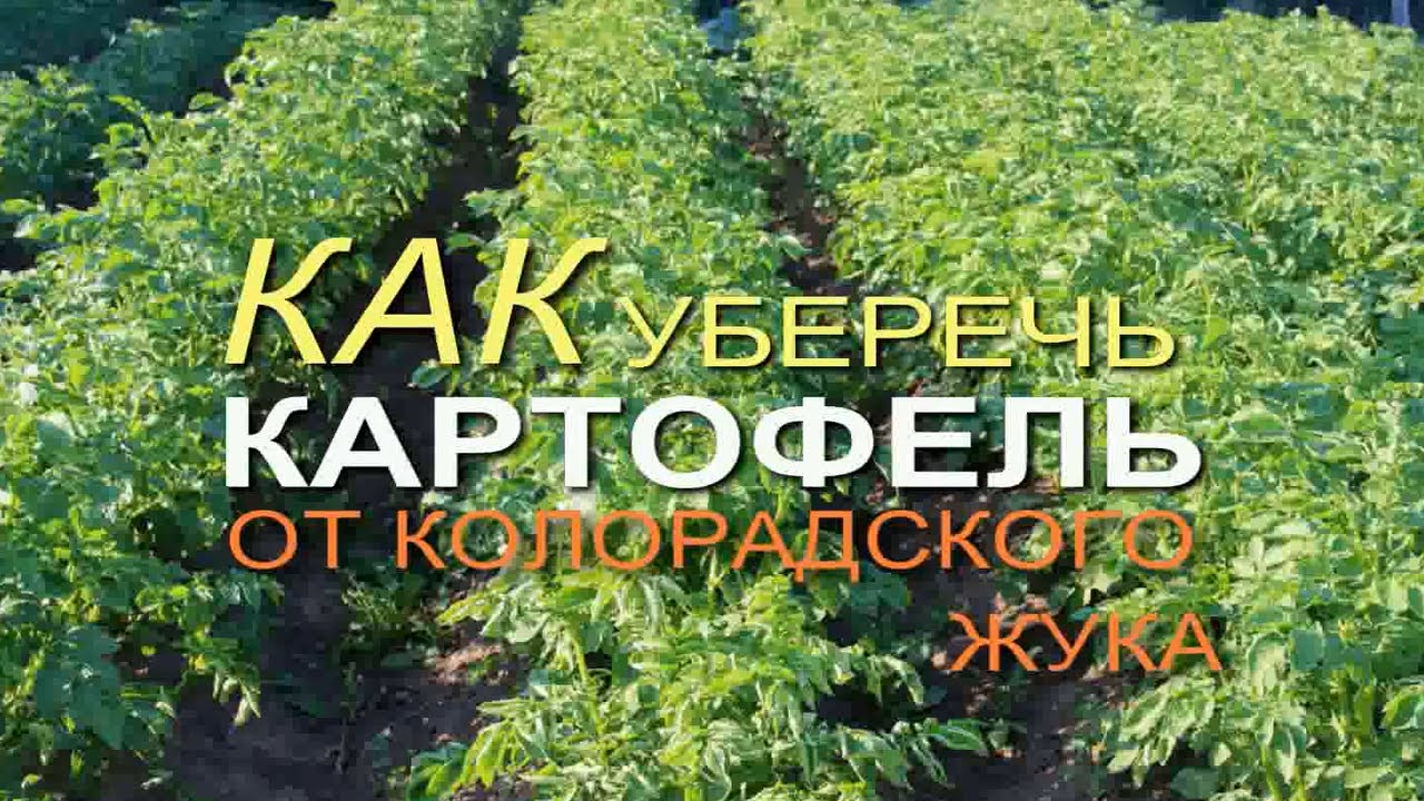 Обработайте картофель этим натуральным средством и забудете про колорадского жука! Зеленый Огород