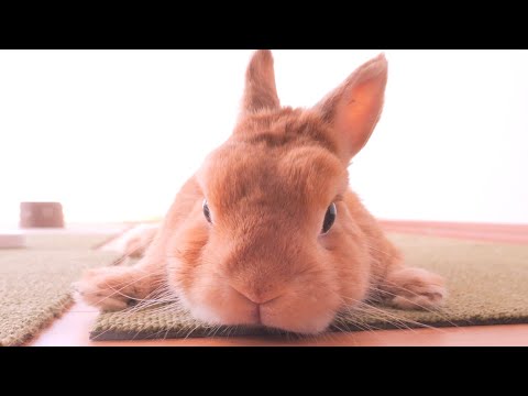 汗だく確定の部屋を走り回っていたのに、数分後には冷房の風を独り占めしてたムギ【No.1654】
