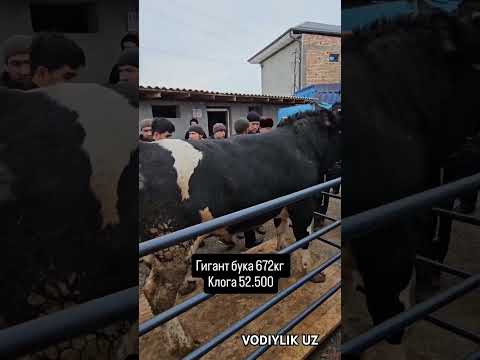 GIGANT BUQA 672 KG.