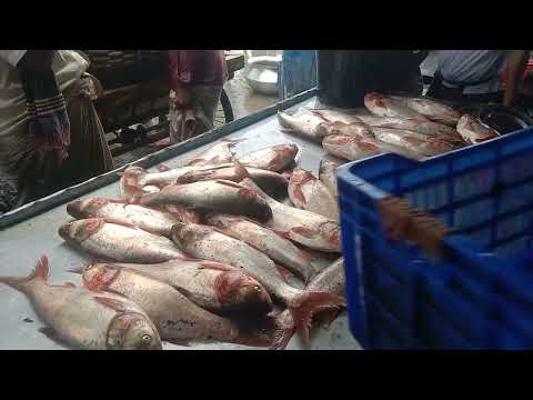 Amazing Silver Carp Fish Video