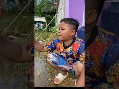 LEPASIN IKAN KE KOLAM