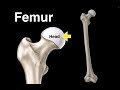 Functions and Attachments of the Femur