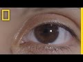 Understanding the Eye and Its Evolution