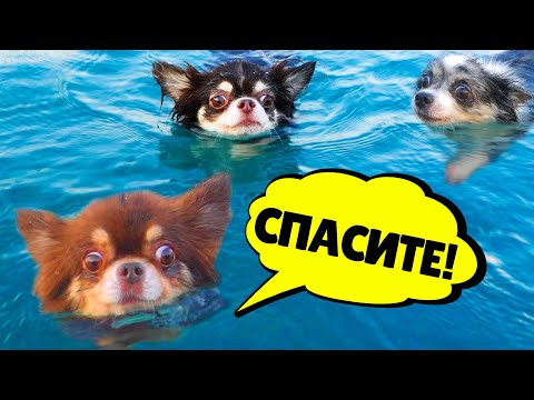 ПОБЕГ ОТ НЯНИ! ОДНИ ДОМА И НА МОРЕ! ВОЛШЕБНЫЕ ПИТОМЦЫ ПРОТИВ НОВОЙ НЯНИ