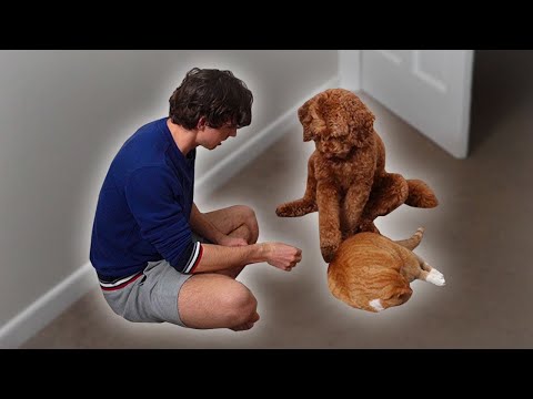 I taught my dog to pet my cat
