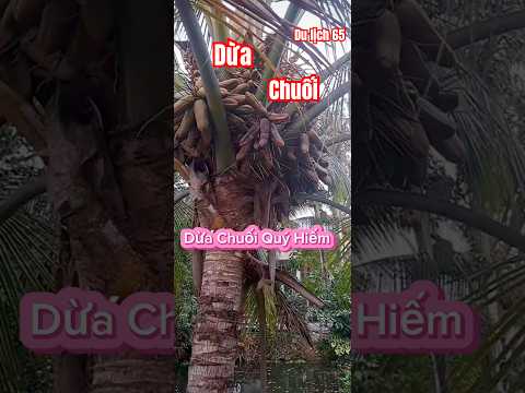 Giống Dừa chuối quý hiếm