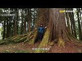 Understanding the Giant Tree