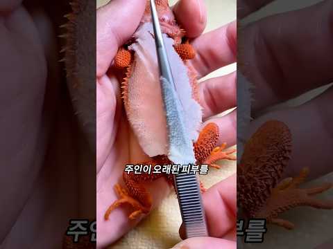 도마뱀 탈피에 도움을 주어야 할 때🦎