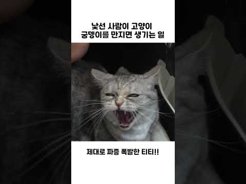 낯선사람이 고양이 궁댕이를 만지면 생기는 일