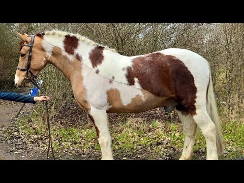 Best funniest horses of the week - Funny And Cute horses Video Compilation 2025🐴#23