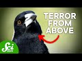 Dangers of Australian Wildlife