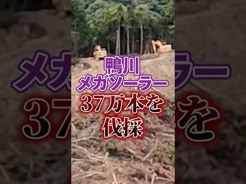 【鴨川メガソーラー発電】伐採を再開｜太陽光発電