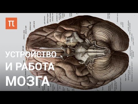 Устройство и работа мозга — курс Вячеслава Дубынина на ПостНауке