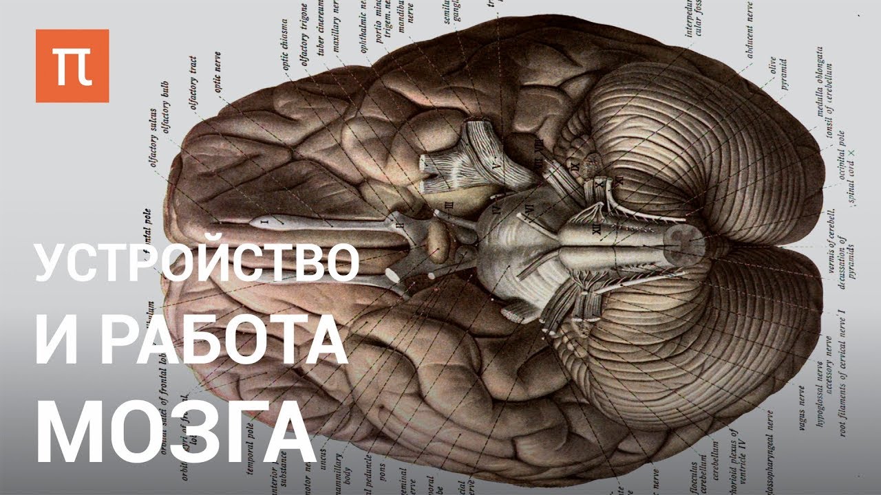 Устройство и работа мозга - курс Вячеслава Дубынина