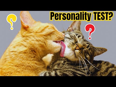 5 Types of Cat Personalities – Which One Is Your Cat 🐾