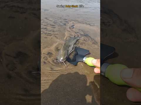 Unforgettable encounter: Saving a baby shark 🌊🤝🦈 #shorts