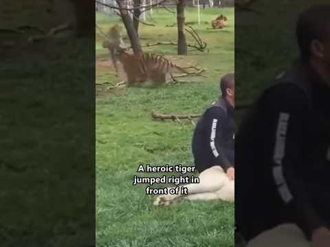 نمر ينقذ صاحبه من نمر أراد افتراسه!😮