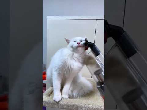 Curious cats vs vacuum cleaners #cat #cats #funny #pets #reels #funnycats