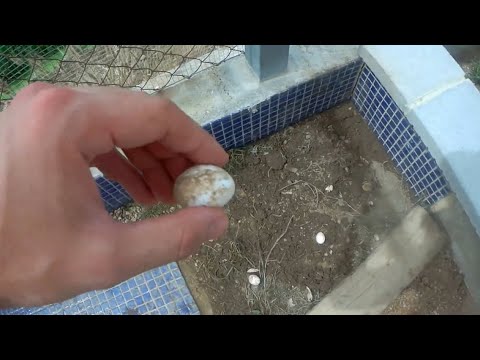Me encuentro huevos de tortuga!!